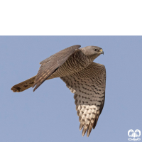 گونه پیغو Levant Sparrowhawk